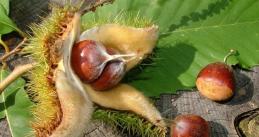 American Chestnut nuts mg 1210x642
