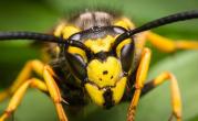 wasp