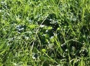 pasture renewal buttercups