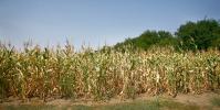 Corn field 1200x600