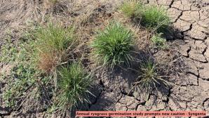 annual ryegrass 1024x600