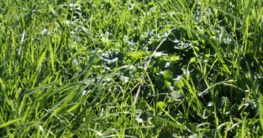 pasture renewal buttercups