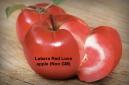 Redlove apple cultivar